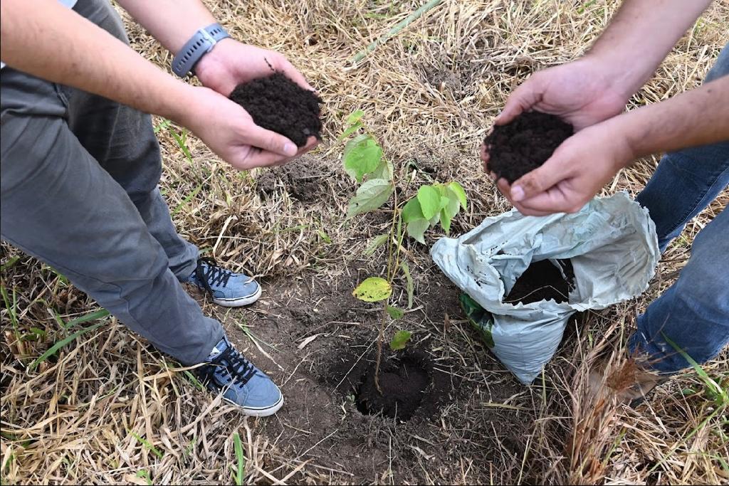 Neutralização de carbono só cresce no planeta