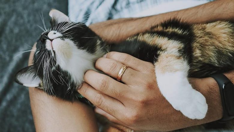 Inclusão de plano de saúde animal entre benefícios trabalhistas avança na Câmara