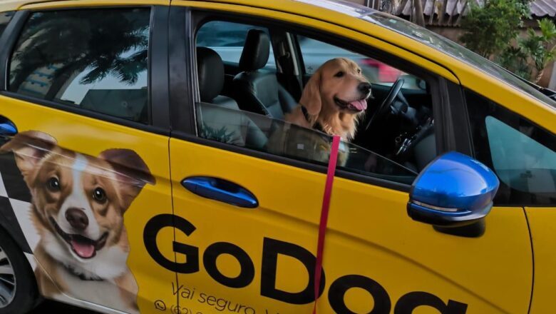 GoDog: transporte premium para pets com segurança e conforto