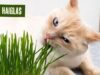 Semente Haiglas: o superalimento natural que transforma a saúde dos animais