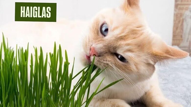 Semente Haiglas: o superalimento natural que transforma a saúde dos animais