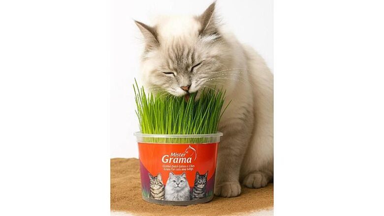 Klima Pet BR Distribuidora Ganha Destaque Nacional com a Graminha para Gatos do Grupo Mister