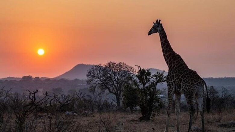 Nova saída para África do Sul em janeiro inclui Kruger Park e experiência gourmet