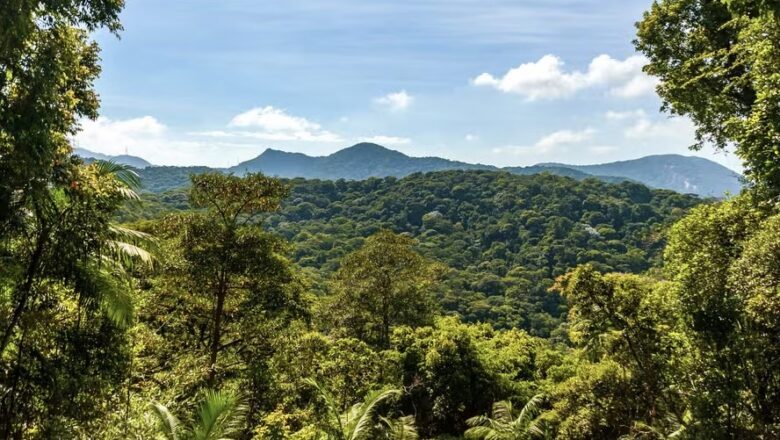 Carbono Retido de Biodiversidade – Serviços Ambientais