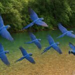 Dia Internacional da Biodiversidade: um chamado urgente para olhar o invisível