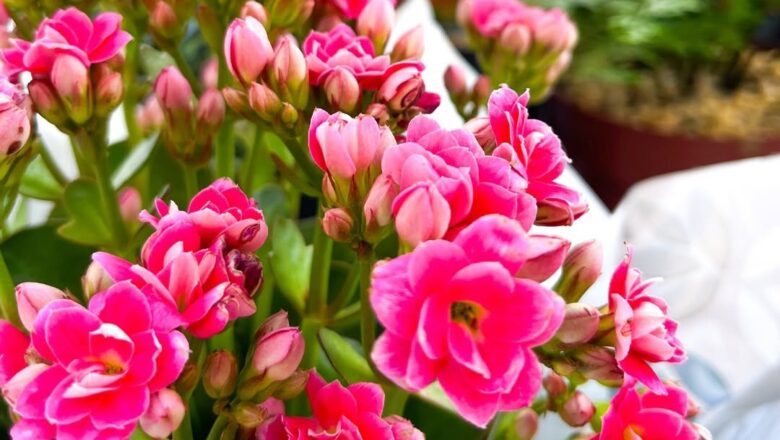 Feira de Plantas e Artesanato Fortaleza movimenta o Lago Jacarey com lazer e empreendedorismo