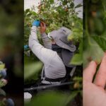 A história por trás de cada fruta: Berry House apresenta sua nova série