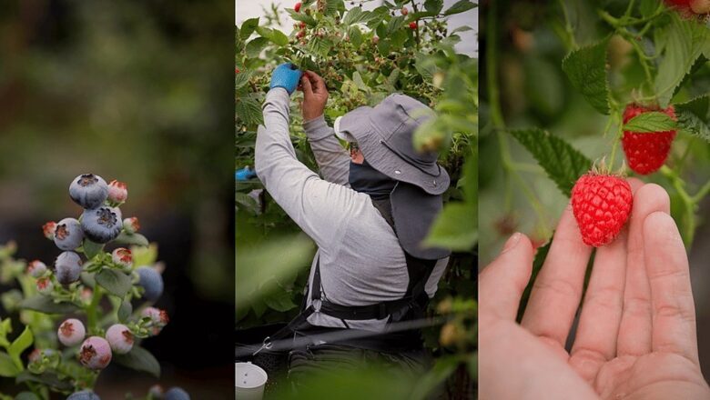 A história por trás de cada fruta: Berry House apresenta sua nova série