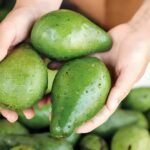 Ibiapina leva o sabor da Serra para a merenda escolar incorporando açaí e promovendo o abacate
