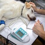 Faculdade Qualittas promove simpósio gratuito sobre discopatia em pets e lança pós-graduação em Osteopatia Veterinária