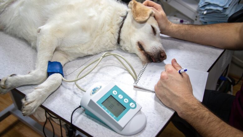 Faculdade Qualittas promove simpósio gratuito sobre discopatia em pets e lança pós-graduação em Osteopatia Veterinária
