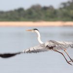 Livro “Araguaia, o Grande Rio” leva educação ambiental e cultura a escolas de Goiás