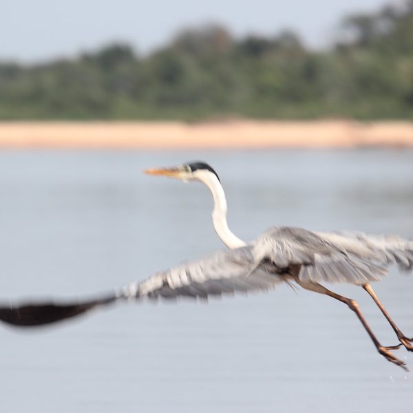 Livro “Araguaia, o Grande Rio” leva educação ambiental e cultura a escolas de Goiás