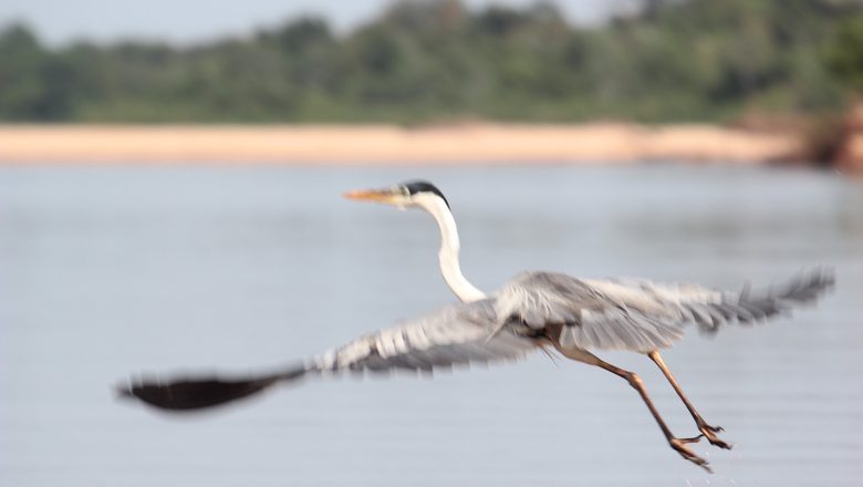 Livro “Araguaia, o Grande Rio” leva educação ambiental e cultura a escolas de Goiás